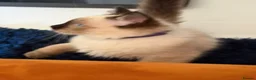 Ragdoll cats for sale: Stunning Ragdoll kittens  - Advert 30