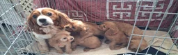 Cavapoo dogs for sale: 🐶Amazing cavapoo pups for sale🐶 - Advert 2