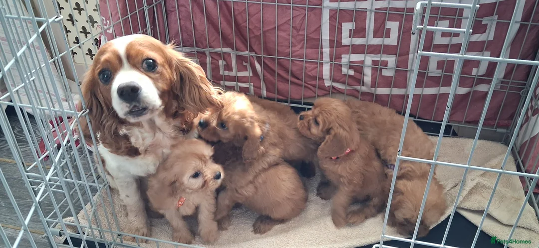 Cavapoo dogs for sale: 🐶Amazing cavapoo pups for sale🐶 - Advert 2