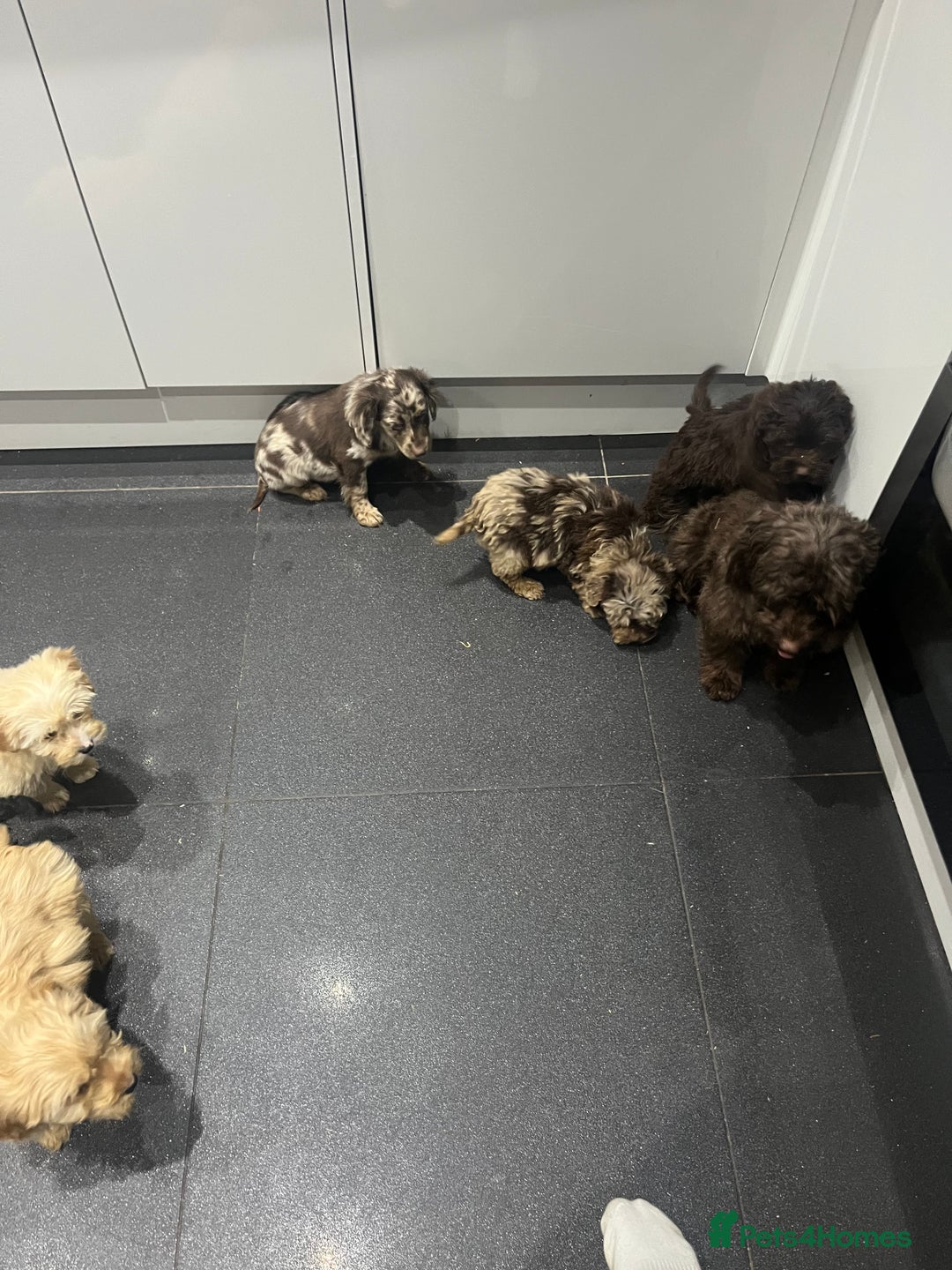 Cockapoo dogs for sale: Beautiful merl Cockpoo puppies  - Advert 16