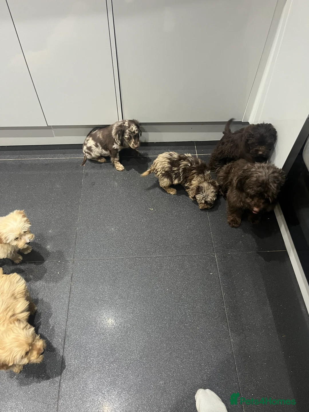 Cockapoo dogs for sale: Beautiful merl Cockpoo puppies  - Advert 17
