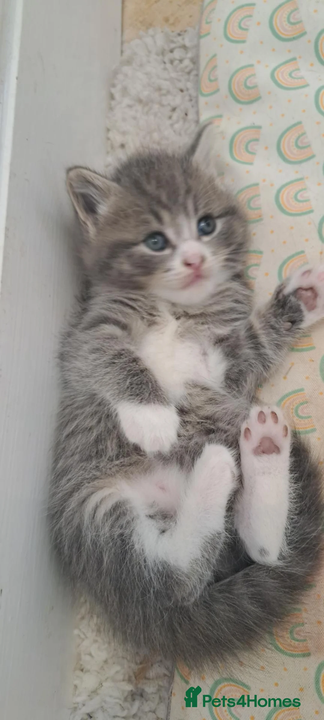 Mixed Breed cats for sale: British shorthair cross kittens  - Advert 12
