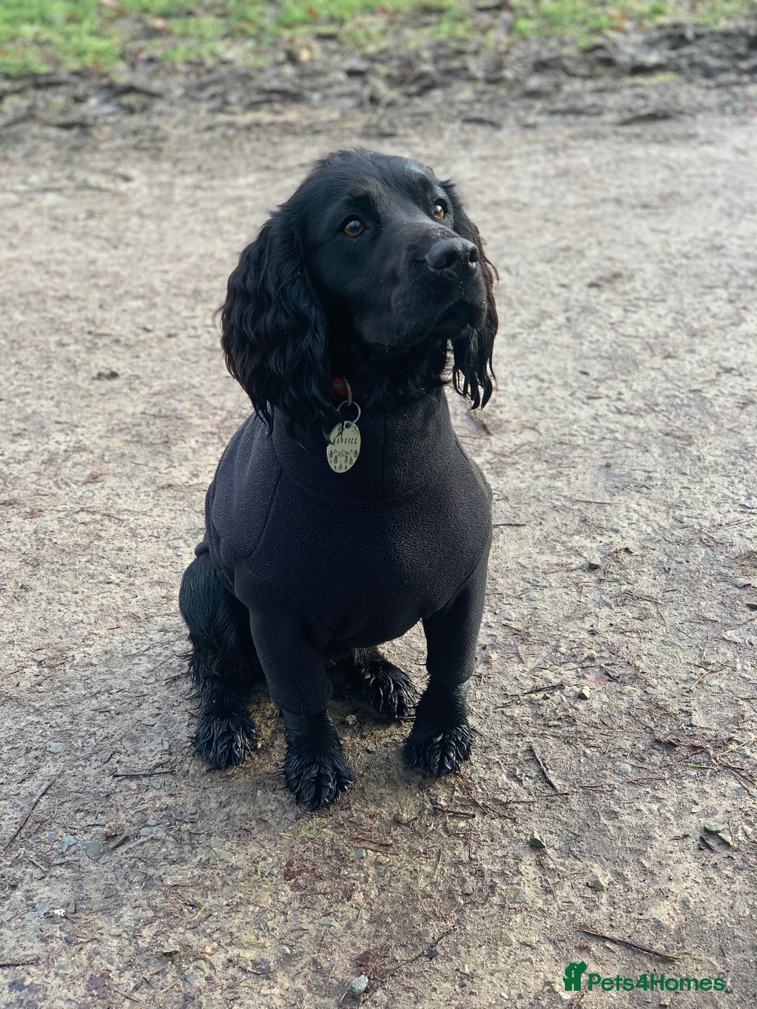 Cocker Spaniel dogs for stud: Working Cocker Spaniel Stud in Wilmslow - Advert 2
