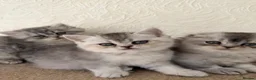 Scottish Fold cats for sale: Adorable Scottish Fold Kittens  - Advert 4