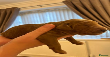 Goldendoodle dogs in Merthyr Tydfil - Advert 10