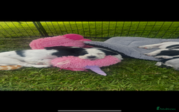 Cocker Spaniel dogs for sale: Stunning KC health tested Cocker pups  - Image 5