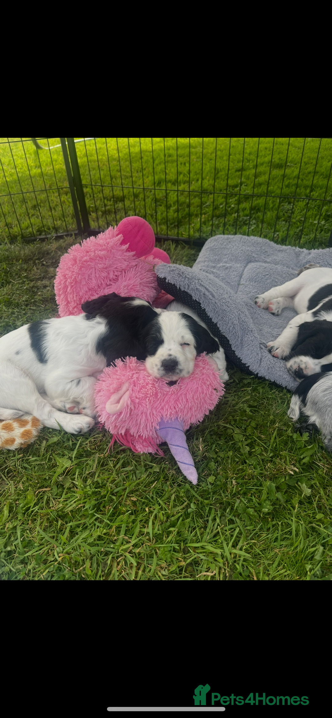 Cocker Spaniel dogs for sale: Stunning KC health tested Cocker pups  - Image 5