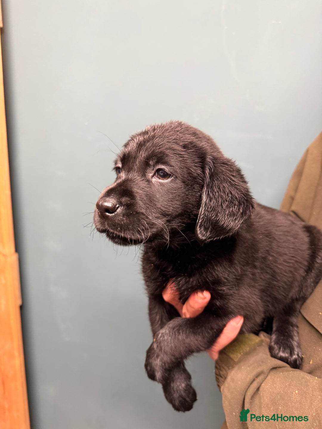 Labrador Retriever dogs for sale: 🧡Fabulous Vaccinated Chunky Labrador Puppies - Advert 4