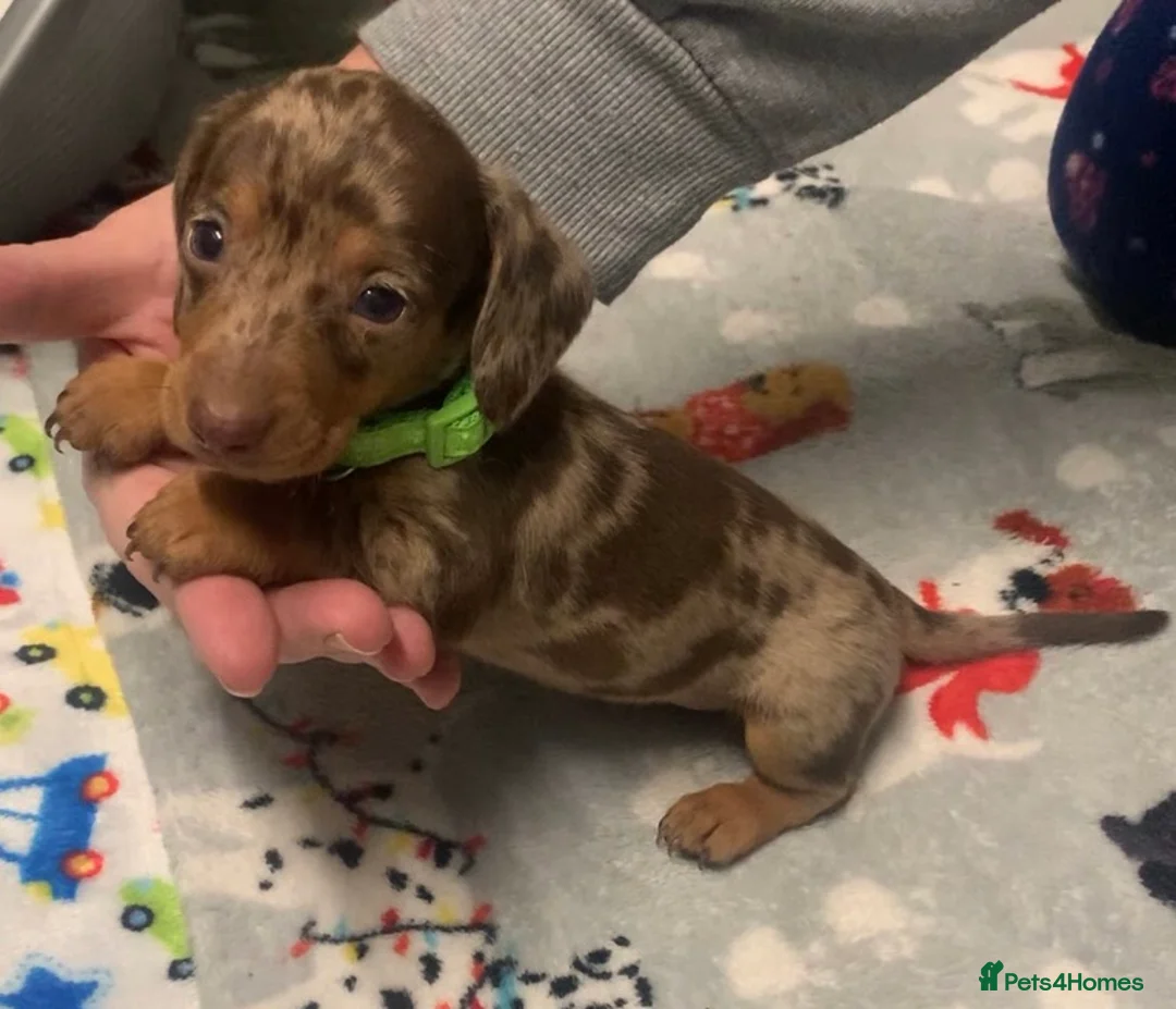 Miniature Dachshund dogs for sale: Beautiful Miniature Dachshund puppies  - Advert 7