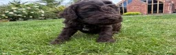 Cockapoo dogs for sale: Licensed Chocolate & Merle Cockapoo Puppies - Advert 6