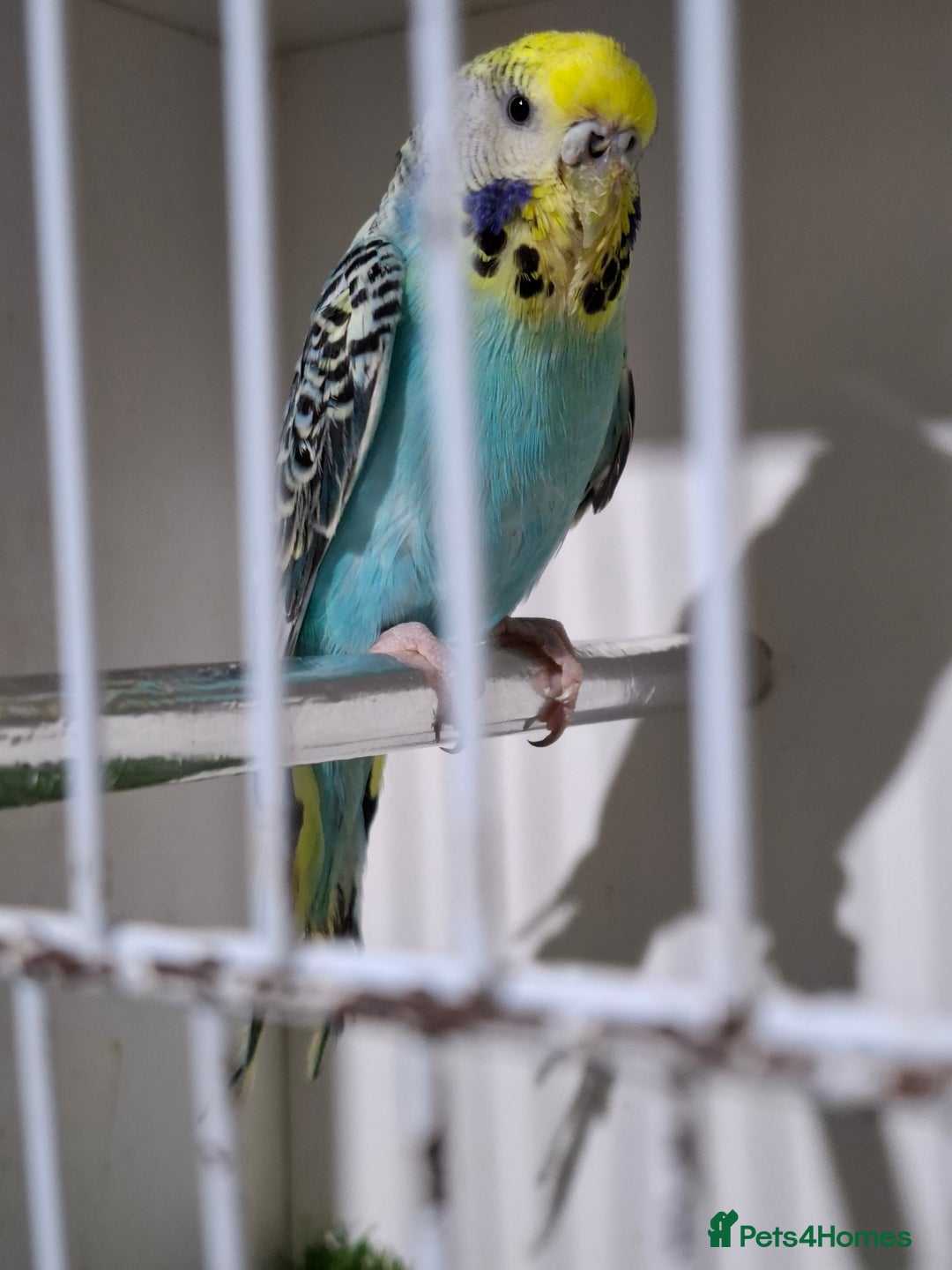 Budgerigars birds for sale: Budgies for sale  - Advert 17