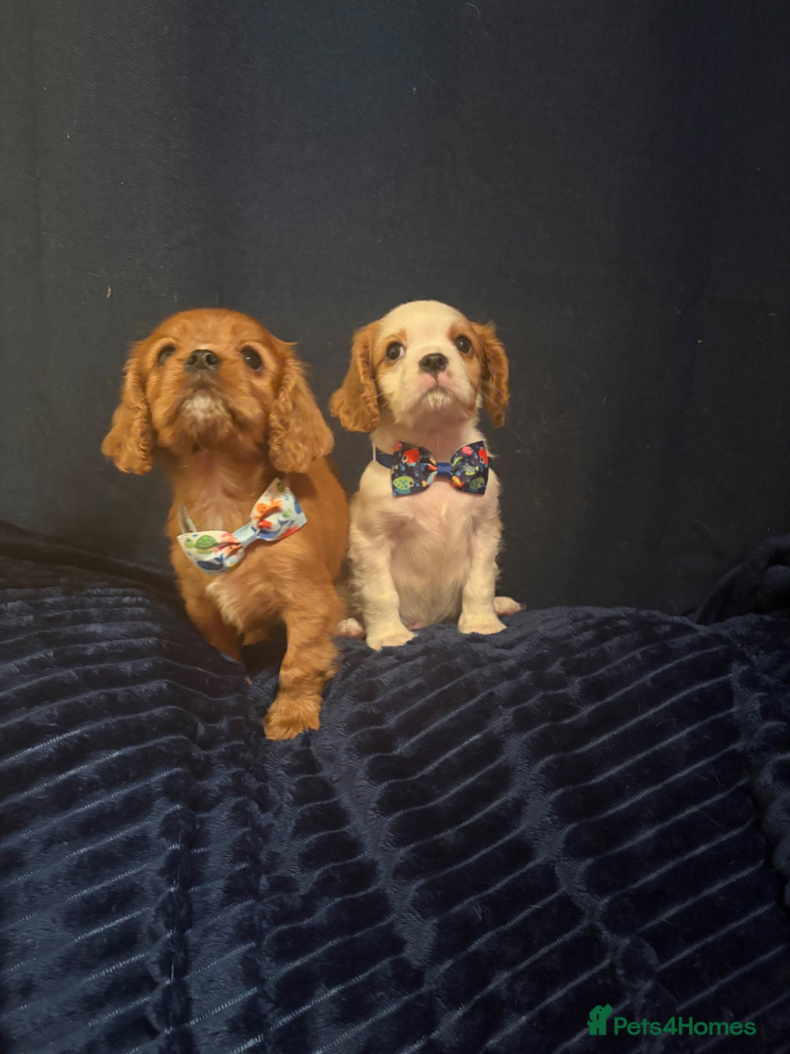 Cavalier King Charles Spaniel dogs Ready for there forvever homes ckcs kc registered  - Advert 1