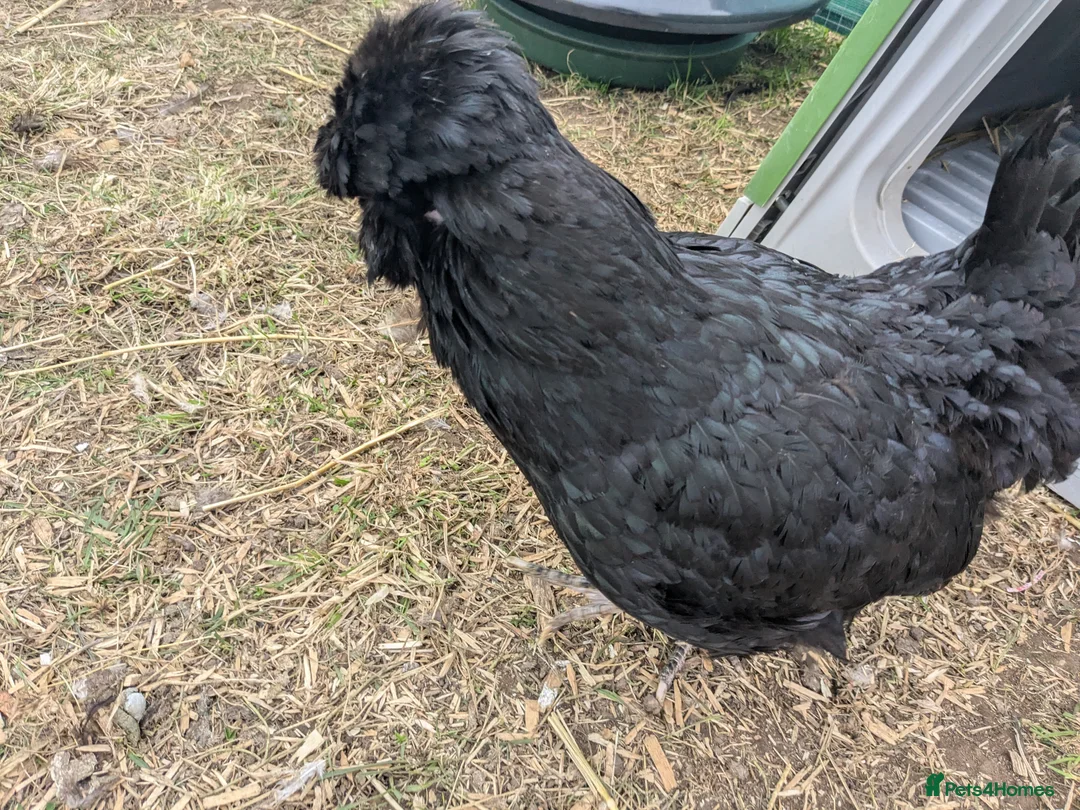 Geese poultry for sale: Call ducks, Light Sussex, Faverolle, Aracaunas,Wel - Advert 19