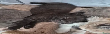 British Shorthair 3