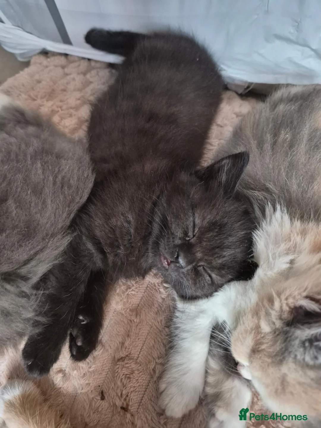British Shorthair cats for sale: BSH x tabby kittens for sale in Norwich - Advert 2