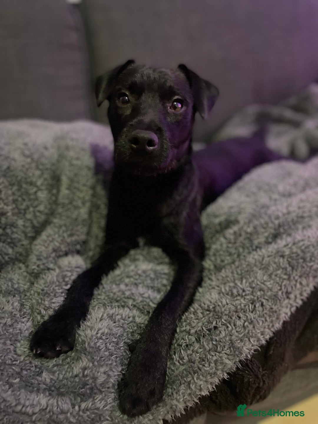 Patterdale Terrier dogs for stud: 🐾 Loving Patterdale Terrier Seeking New Home 🏡 - Image 4