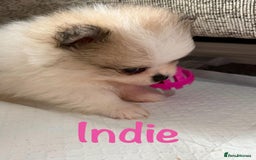 Pomeranian dogs for sale: Stunning litter of Pomeranian's  - Advert 6