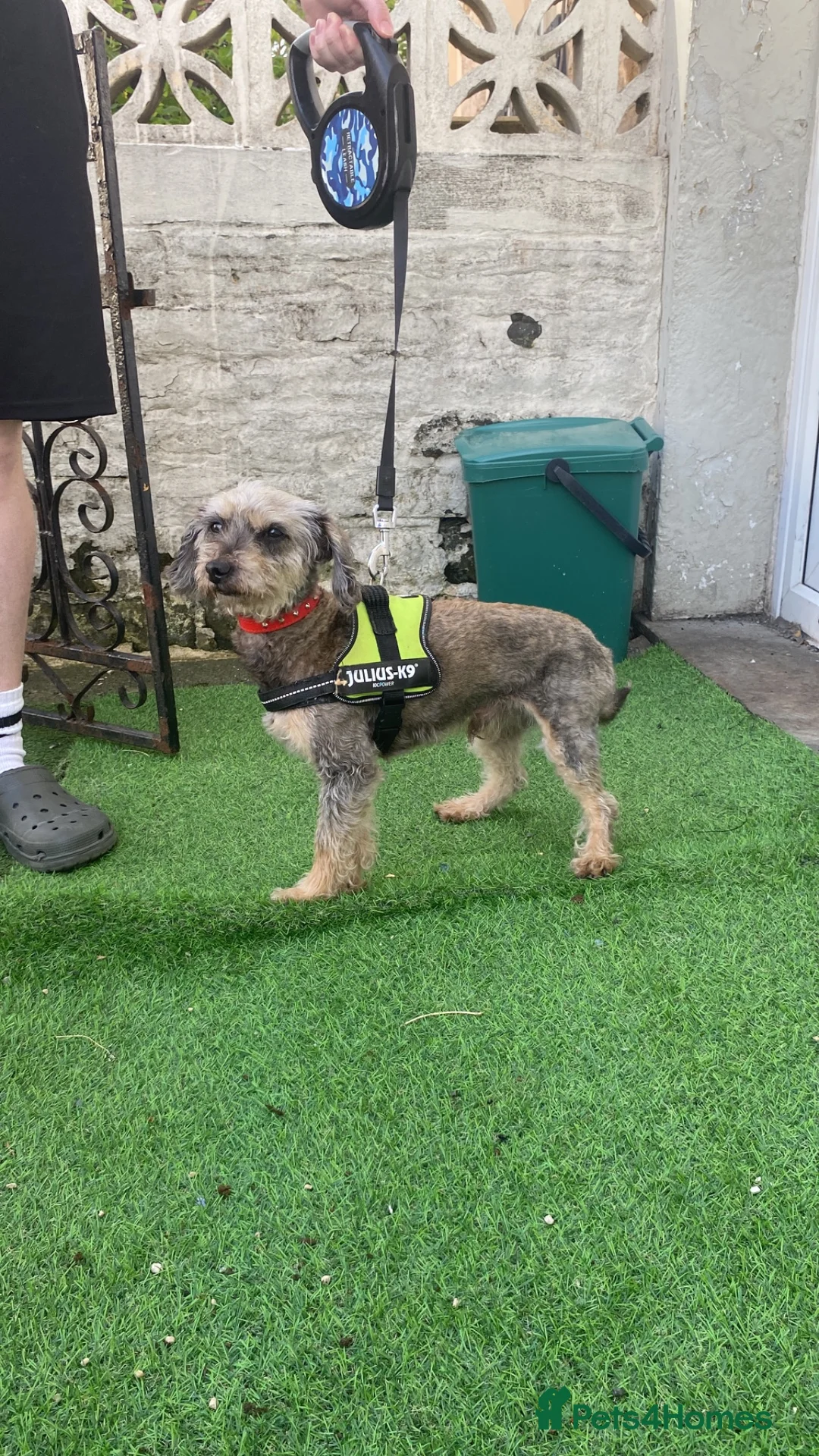 Mixed Breed dogs for sale: Miniature boy 4 years old  in Burnley - Advert 3