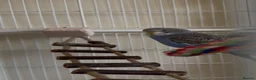 Budgerigars birds for sale: 3 male budgies with cage & toys - Advert 8