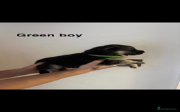 German Shepherd dogs for sale: German shepherd litter  - Image 4