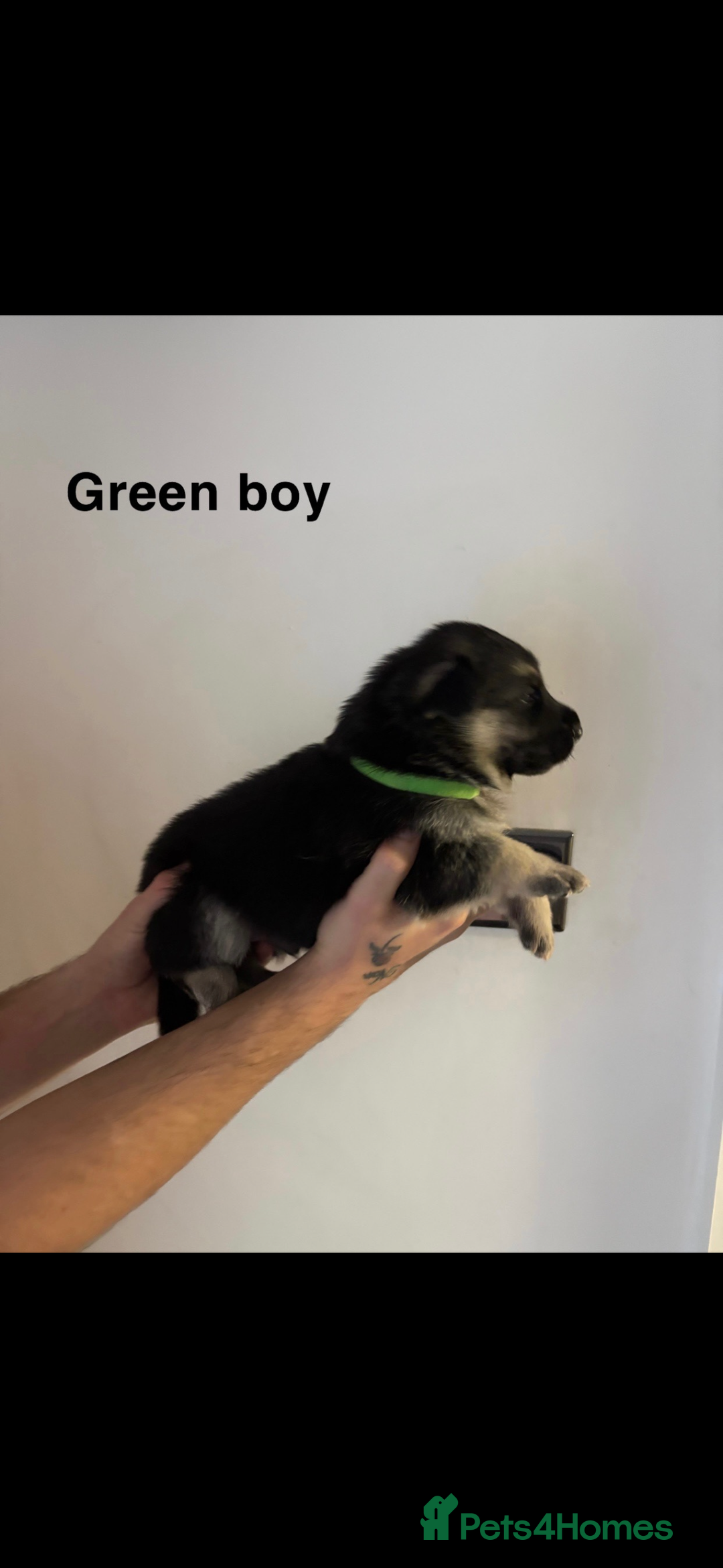 German Shepherd dogs for sale: German shepherd litter  - Image 4