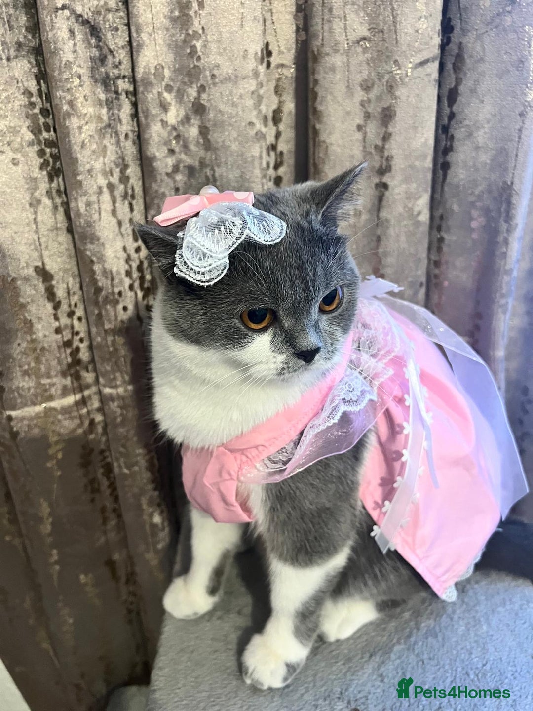 British Shorthair cats for sale: British short hair for sale kitten❤️ - Advert 8