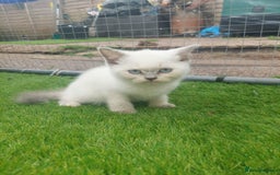 British Shorthair cats for sale: ♥️ Fun Loving British Shorthair Kittens♥️ - Image 4