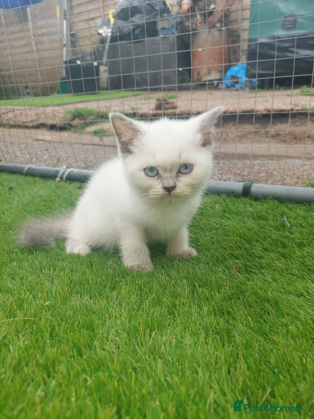 British Shorthair cats for sale: ♥️ Fun Loving British Shorthair Kittens♥️ - Image 4