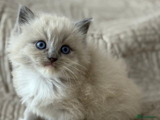Ragdoll cats Full pedigreed ragdoll kittens - Advert 4