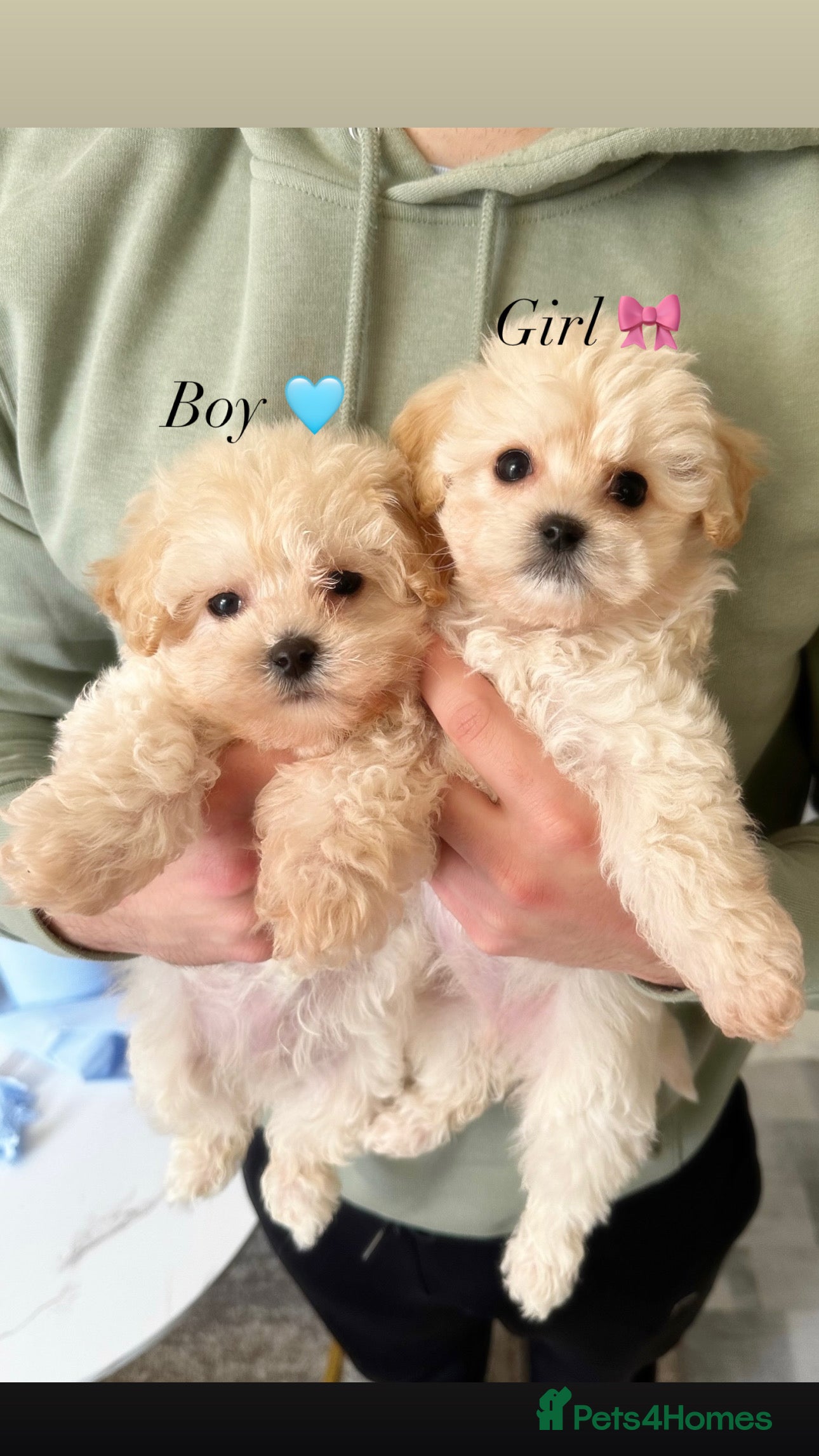 Maltipoo dogs Cream F1 Maltipoos 🐶🩵🎀 - Advert 15