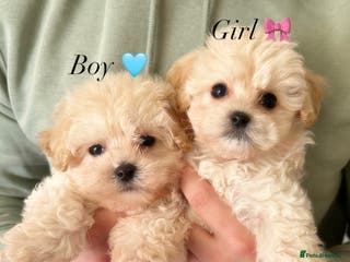 Maltipoo dogs Cream F1 Maltipoos 🐶🩵🎀 - Advert 3