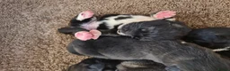Caucasian Shepherd Dog dogs for sale: Caucasian Shepherd Puppies  - Advert 5