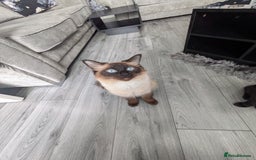 Ragdoll cats for sale: Ragdoll cross breed  - Image 5