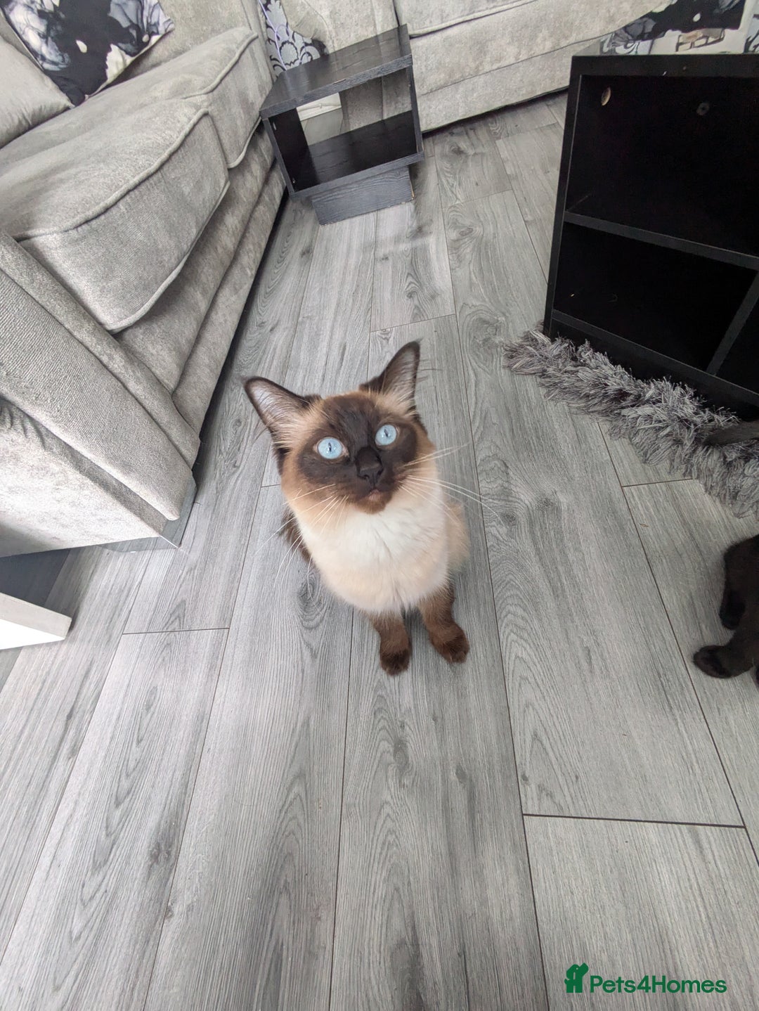 Ragdoll cats for sale: Ragdoll cross breed  - Image 5