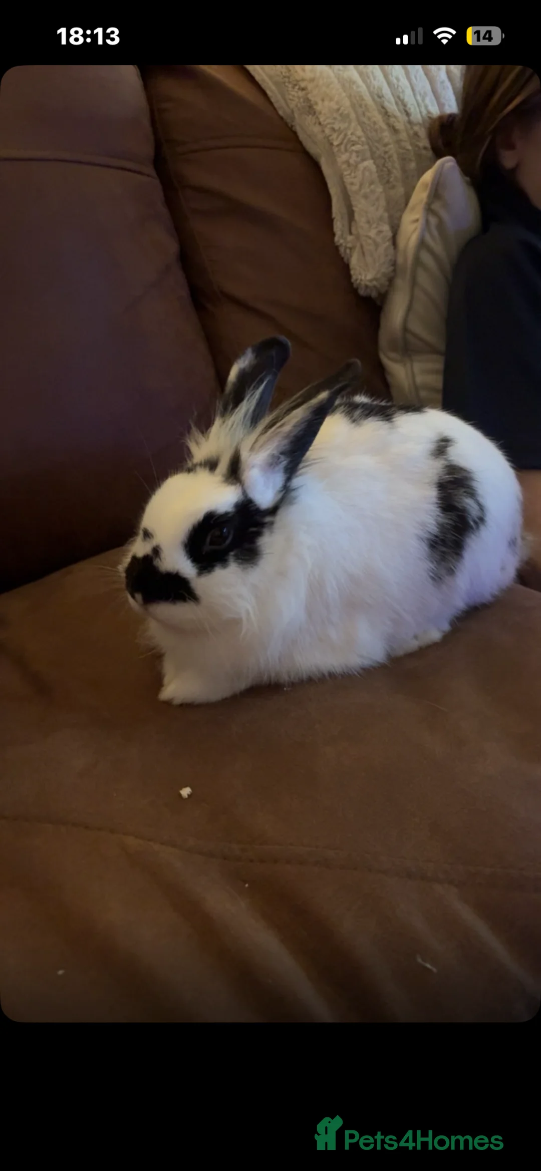 Lionhead rabbits for sale: 🐰 2 Beautiful rabbits 🐰  - Advert 2