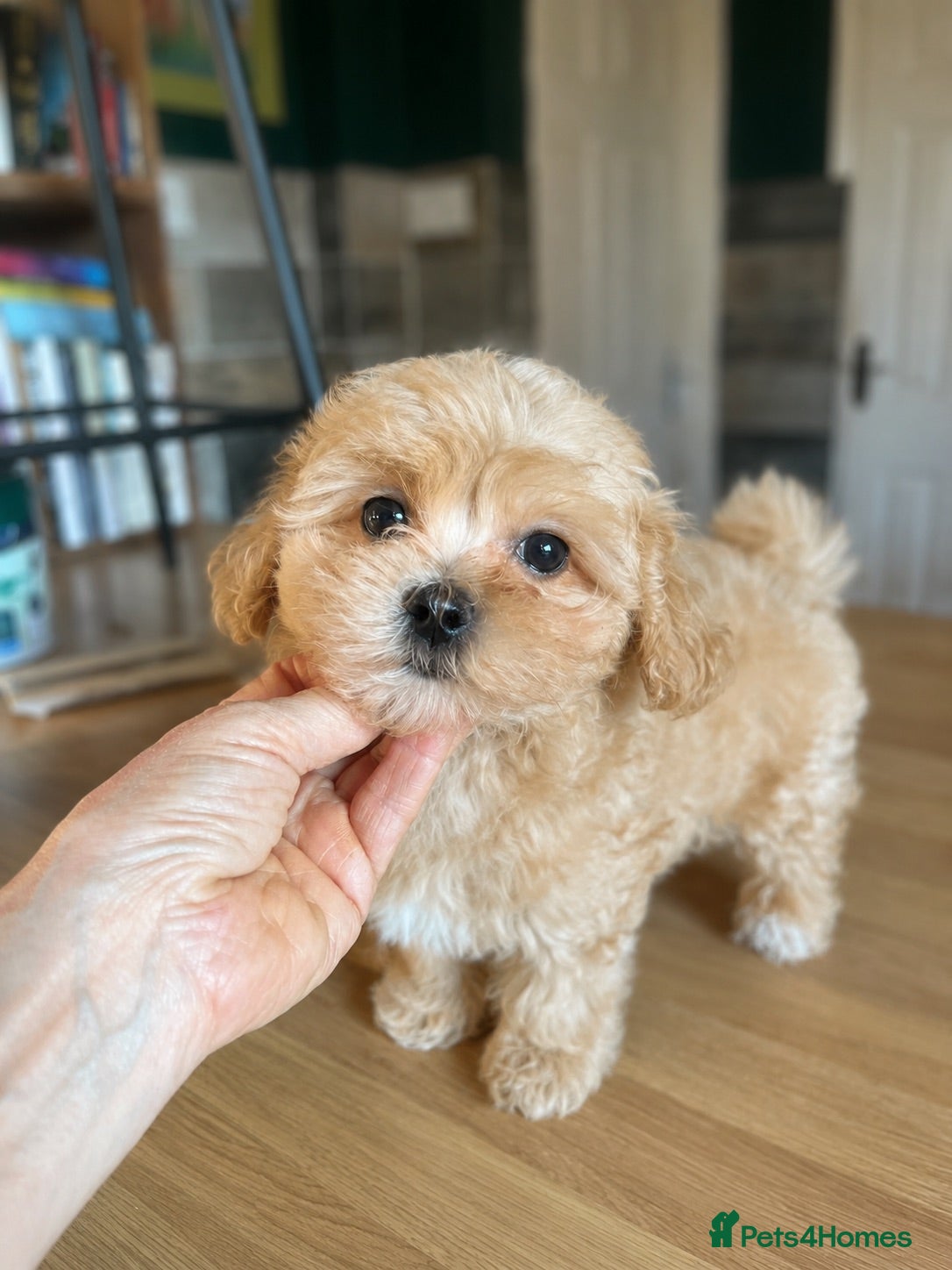 Maltipoo dogs READY NOW, Korean/Asian Maltipoo puppies - Advert 1