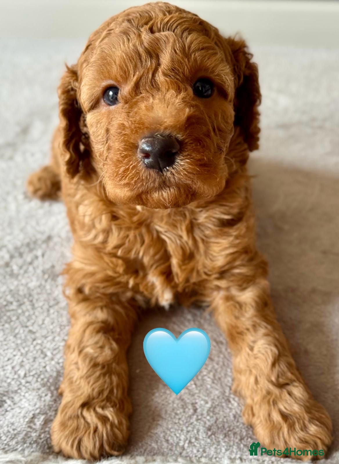 Cockapoo dogs Beautiful f1b cockapoo pups - Advert 9