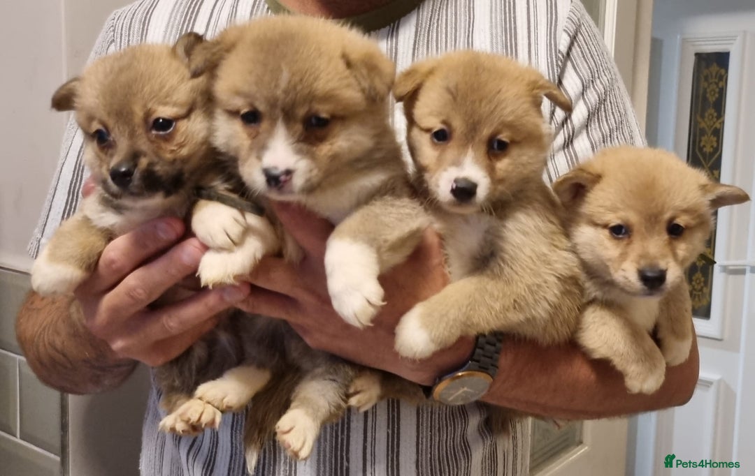 Mixed Breed dogs for sale: Corgi-Inus 💙 Just 1 BOY LEFT - Image 7