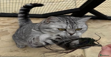 British Shorthair cats - Advert 12