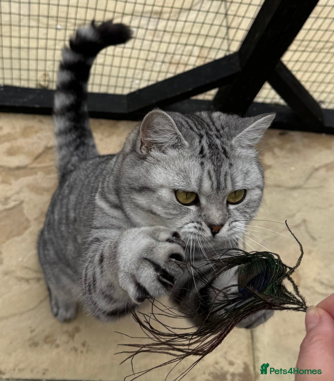 British Shorthair cats for sale: British Shorthair Silver Spotted GCCF Cat - Image 2