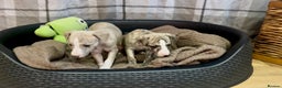 Whippet dogs for sale: AVAILABLE Kc reg healthy, sweet, gentle whippets - Advert 23