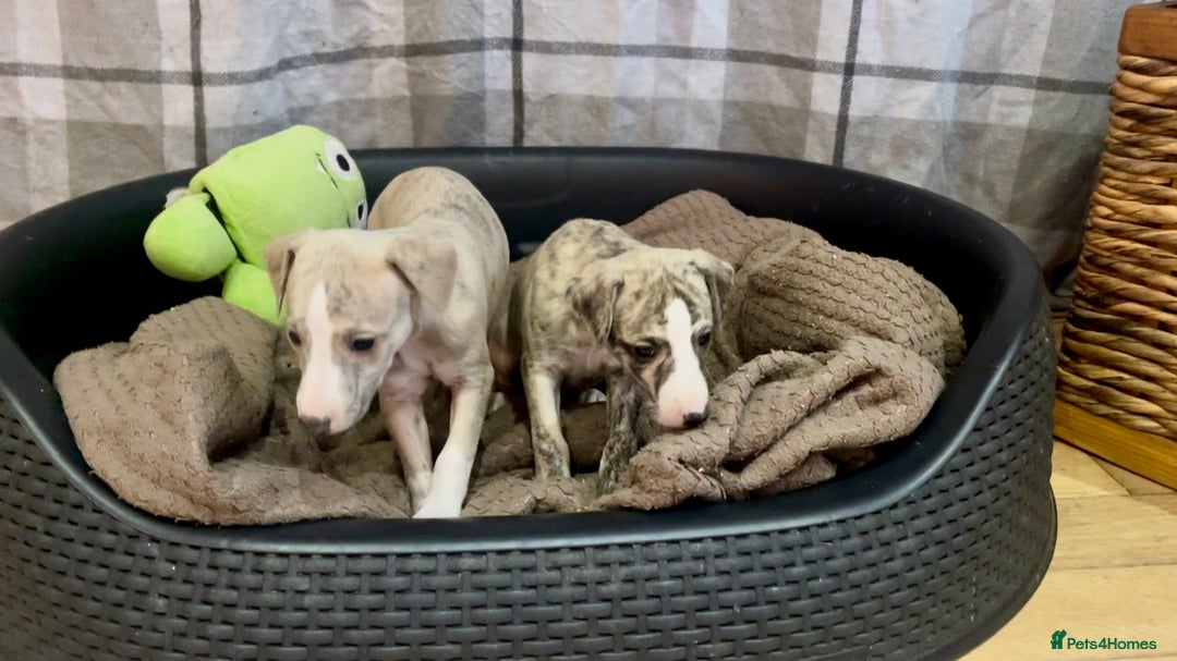 Whippet dogs for sale: AVAILABLE Kc reg healthy, sweet, gentle whippets - Advert 23