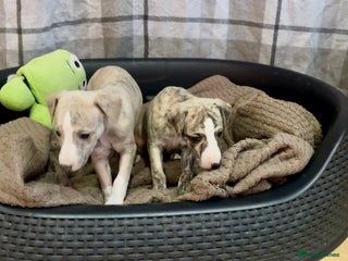 Whippet dogs Kc reg healthy, sweet, gentle, chunky whippet pups - Advert 11