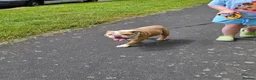 Dorset Olde Tyme Bulldogge dogs for sale: 3 yr old olde bulldog in Aberdare - Advert 6