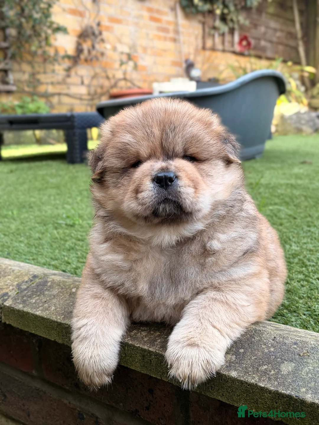 Chow Chow dogs for sale: 2 LEFT Merle Chowchow Puppies  - Advert 2