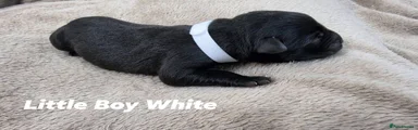 Little Boy White