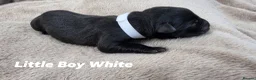 Labrador Retriever dogs for sale: KC Registered Labrador Pups  - Advert 16