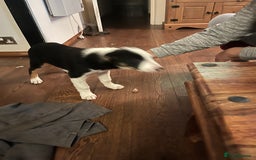 Border Collie dogs for sale: Collie x kelpie pups  - Image 5