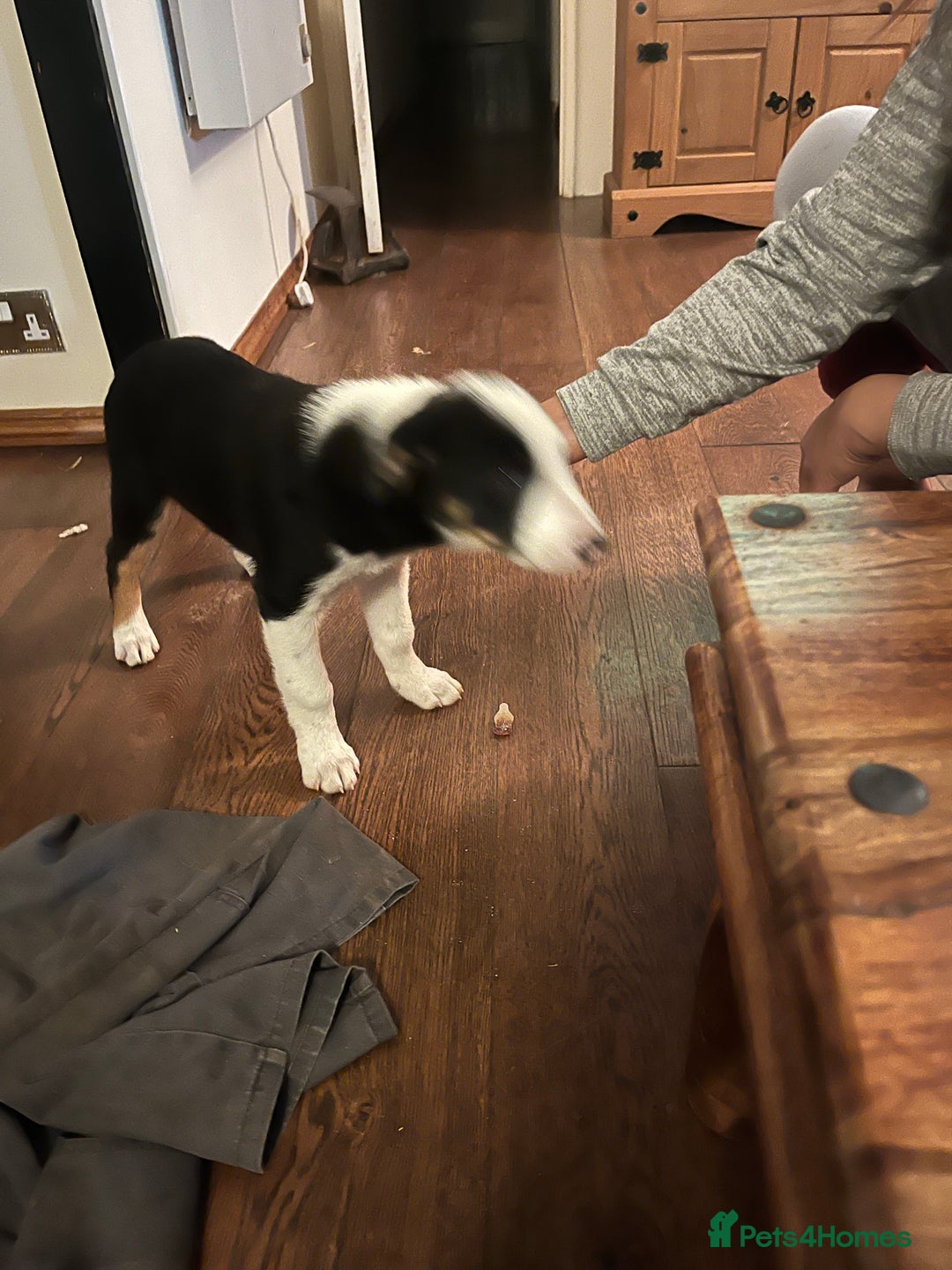 Border Collie dogs for sale: Collie x kelpie pups  - Image 5