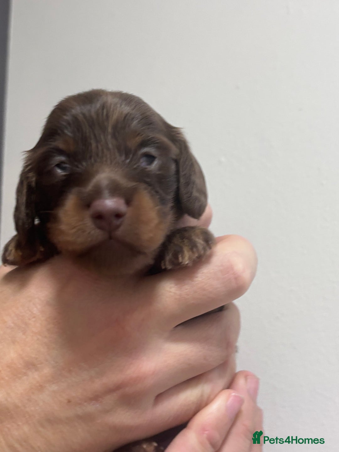 Miniature Dachshund dogs for sale: Long haired miniature dachshunds  - Advert 8